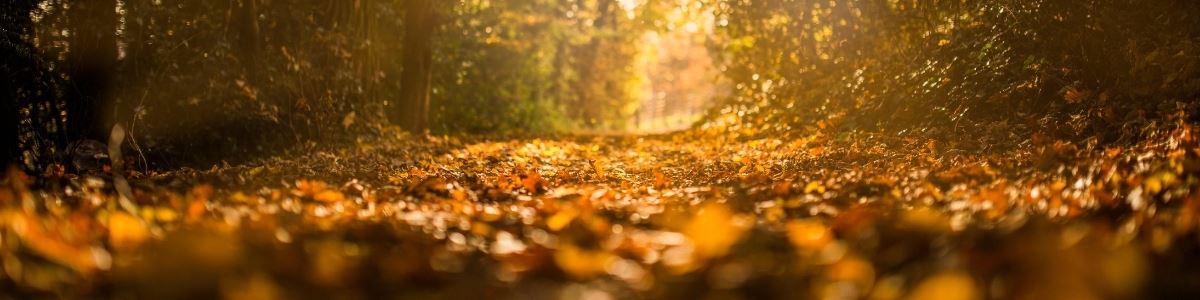trail in woods covered in autumn leaves